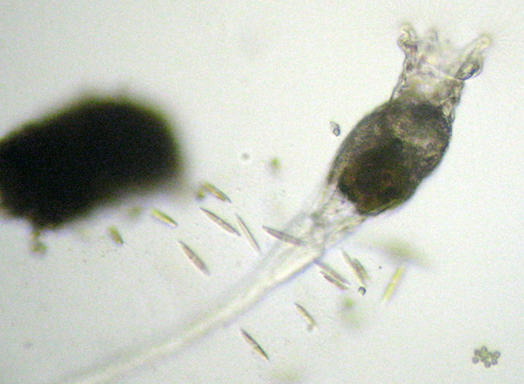 Collotheca sp